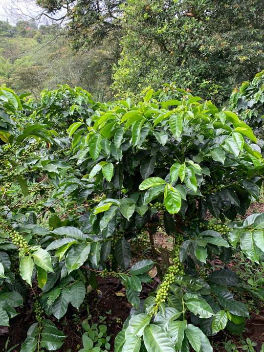 Colombia, Popayan Decaf