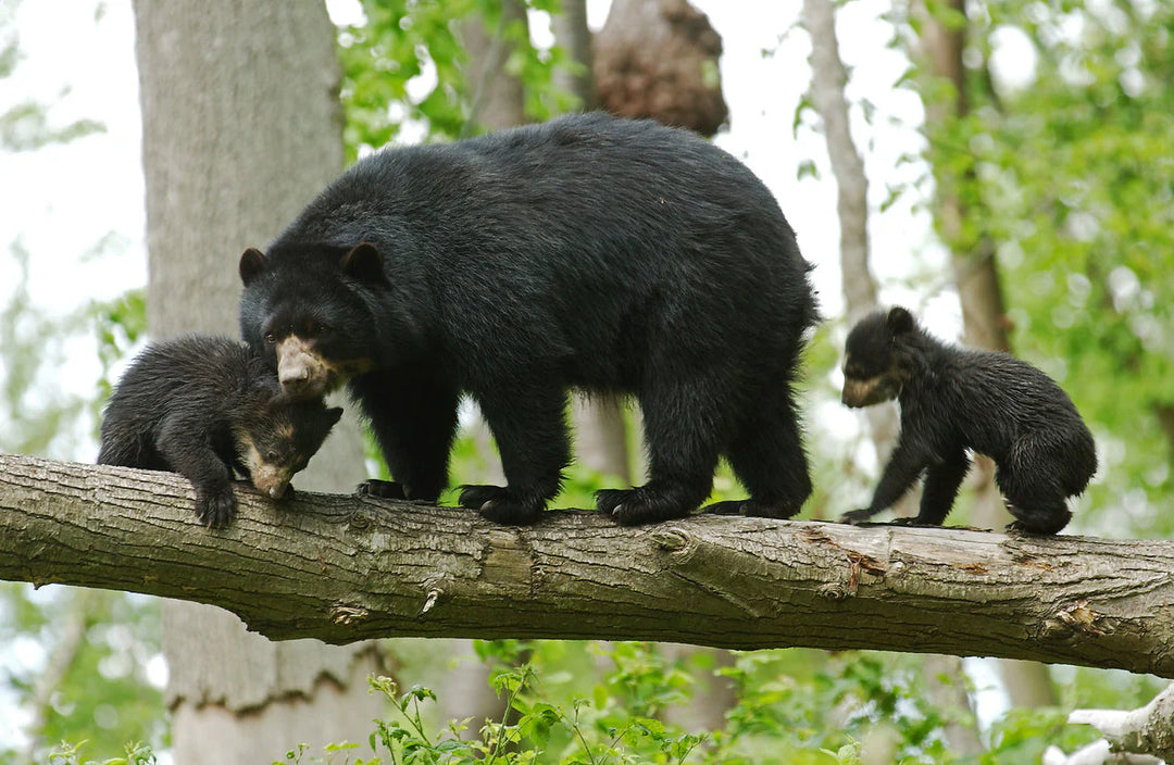 Peru Spectacled Bear